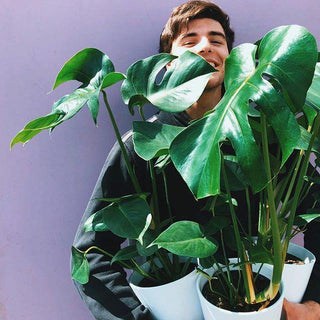 3 Ways To Keep Your House Plants Happy - MUD Urban Flowers