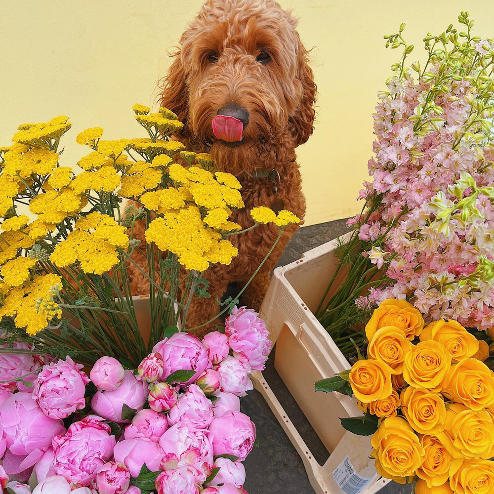 Same Day Flower Delivery In Glasgow, Edinburgh & Central Scotland MUD