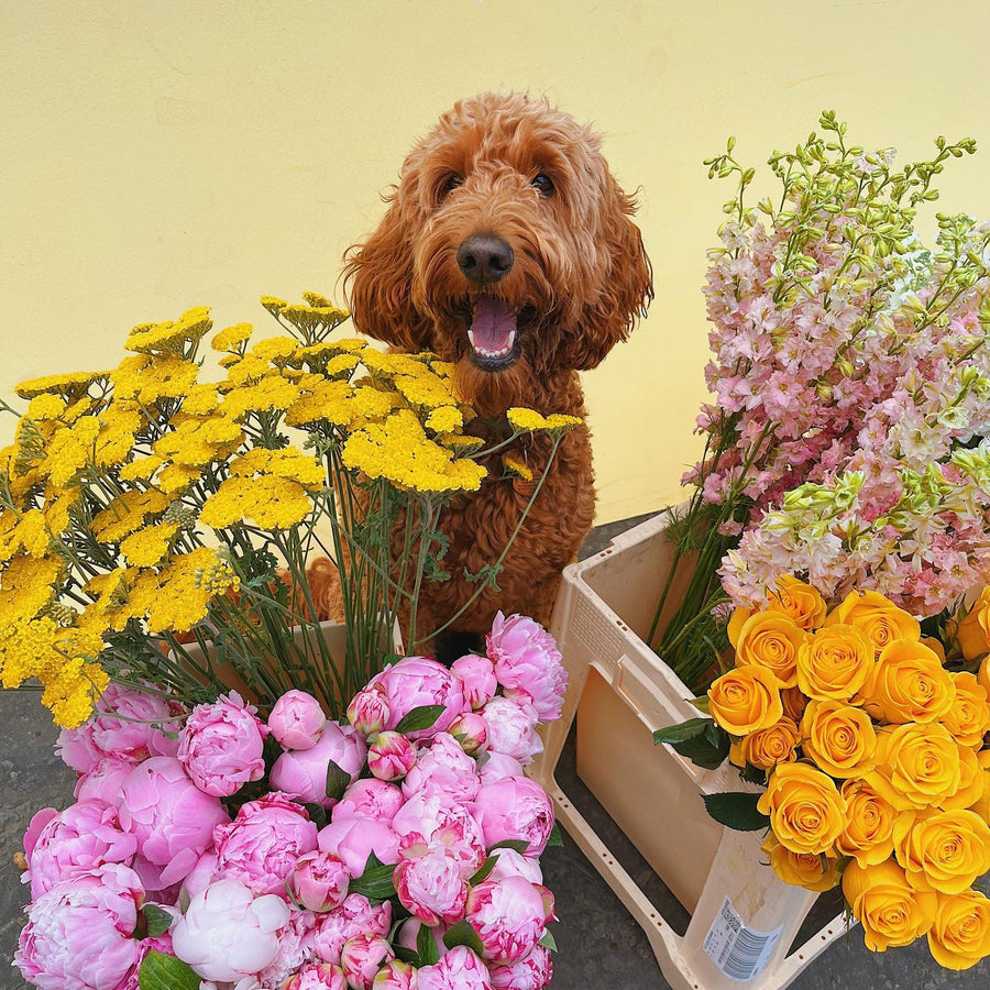 Same Day Flower Delivery In Glasgow, Edinburgh & Central Scotland MUD