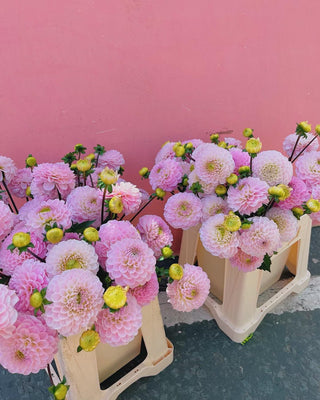 Pink Dahlia Bunch