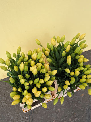 Lemon Tulip Bunch