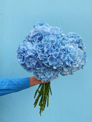 Blue Hydrangea Bunch U.K.