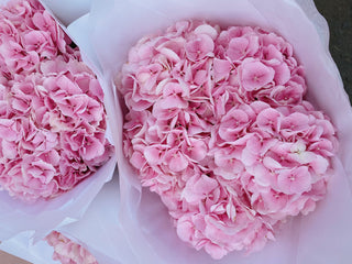 Pink Hydrangea Bunch U.K.