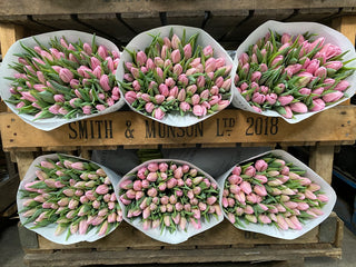 British Pink Tulip Bunch U.K.