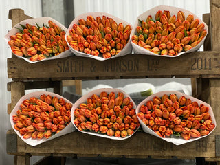 British Orange Tulip Bunch U.K.